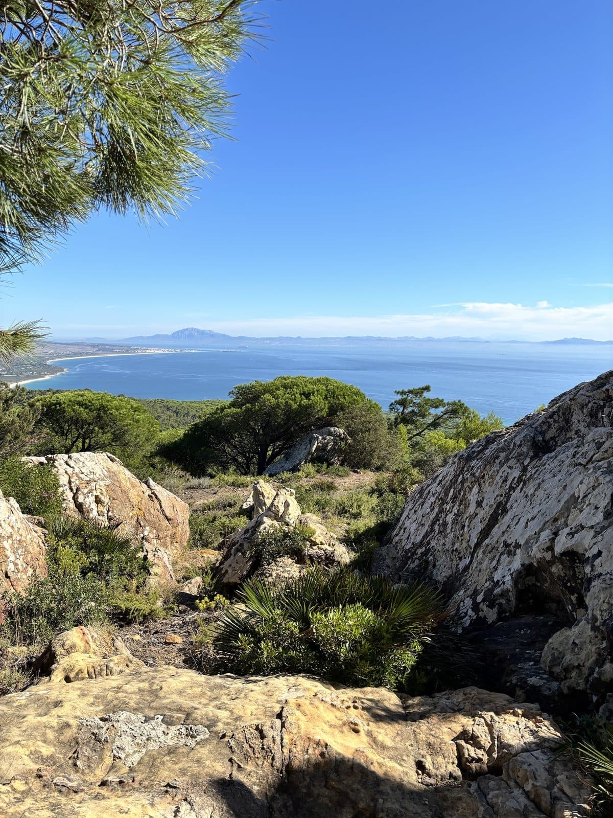 Blick von Felsen über Pinien auf das Meer